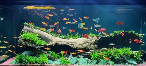 Mẫu bể thủy sinh lũa ống