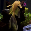 Cá longfin pleco đẹp