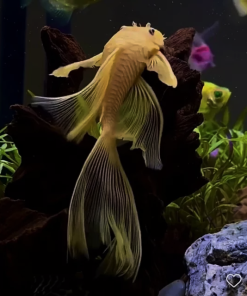 Cá longfin pleco đẹp