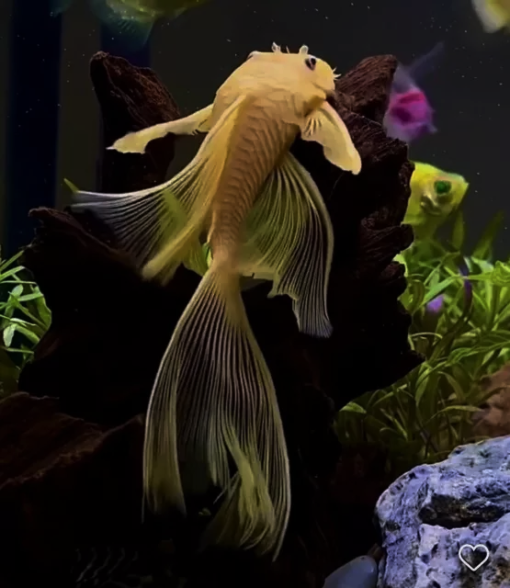 Cá longfin pleco đẹp