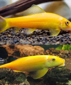 Cá bống vàng dọn bể