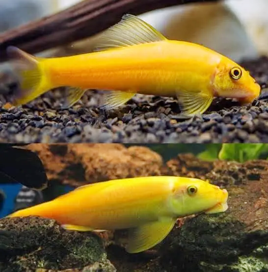 Cá bống vàng dọn bể