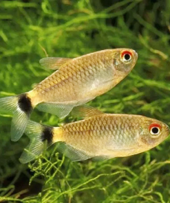 Cá ngân bình