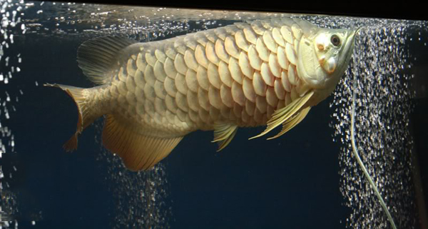 Cá rồng bơi lờ đờ