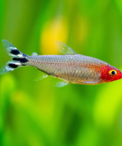 Cá sóc đầu đỏ