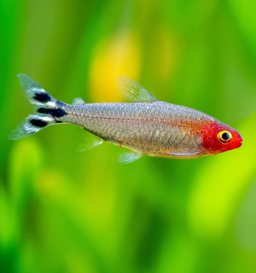 Cá sóc đầu đỏ