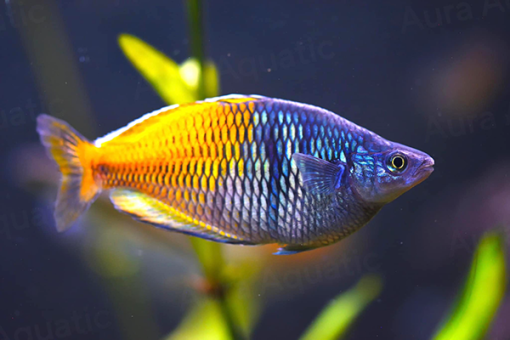 Cá thạch mỹ nhân
