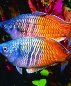 Cá thạch mỹ nhân