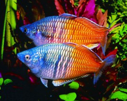 Cá thạch mỹ nhân