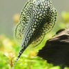Cá tỳ bà bướm