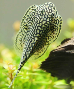 Cá tỳ bà bướm