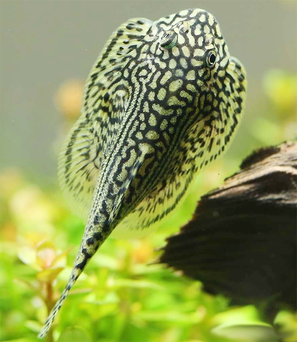 Cá tỳ bà bướm