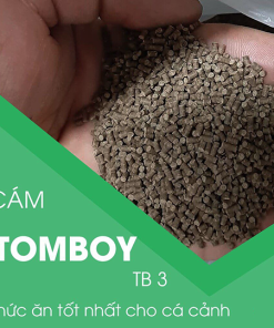 Cám tomboy TB3