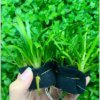 Cây cỏ thìa thủy sinh