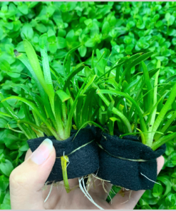 Cây cỏ thìa thủy sinh