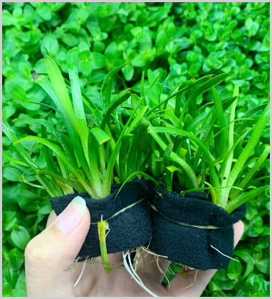 Cây cỏ thìa thủy sinh
