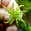 Cây sao nhỏ thủy sinh