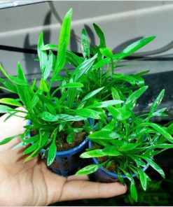 Cây thủy sinh tiêu thảo parva