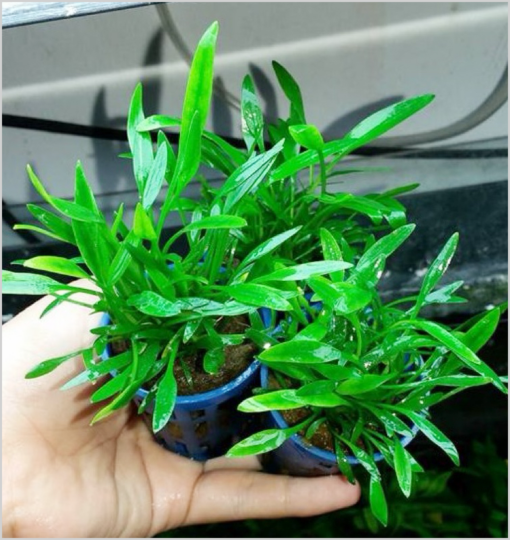 Cây thủy sinh tiêu thảo parva