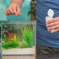 Cho cá cảnh ăn một ngày mấy lần