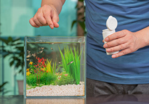 Cho cá cảnh ăn một ngày mấy lần