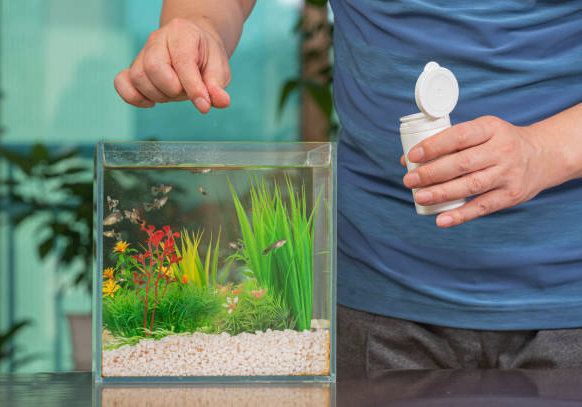 Cho cá cảnh ăn một ngày mấy lần