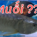 Cho muối vào bể cá rồng