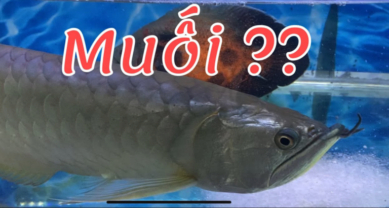 Cho muối vào bể cá rồng