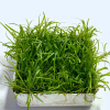 Cây thủy sinh cỏ đỏ trồng tiền cảnh