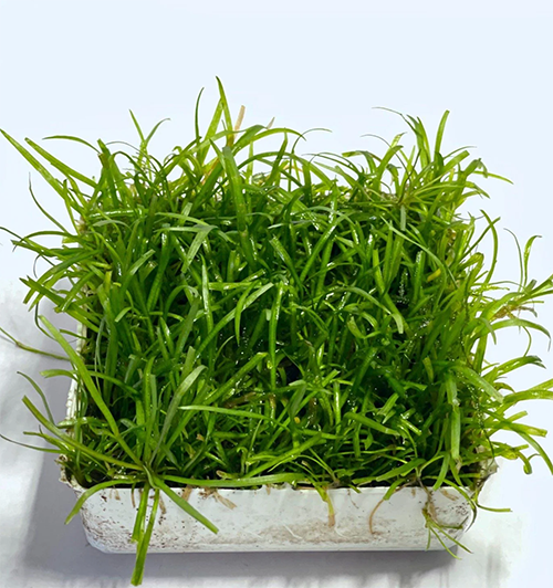 Cây thủy sinh cỏ đỏ trồng tiền cảnh