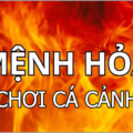 Mệnh hỏa chơi cá cảnh
