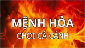 Mệnh hỏa chơi cá cảnh