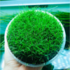 Ngưu mao chiên lùn xòe trồng tiền cảnh