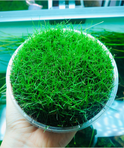 Ngưu mao chiên lùn xòe trồng tiền cảnh