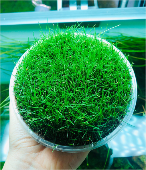 Ngưu mao chiên lùn xòe trồng tiền cảnh