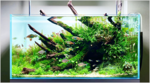 Thay nước bể thủy sinh