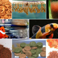 Lựa chọn thức ăn phù hợp cho từng loại cá cảnh