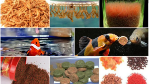 Lựa chọn thức ăn phù hợp cho từng loại cá cảnh
