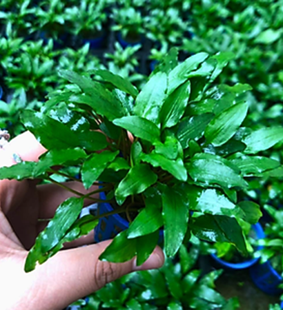 Cây tiêu thảo xanh
