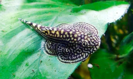 Cá tỳ bà bướm