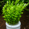 Cây vảy ốc xanh