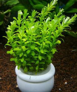 Cây vảy ốc xanh