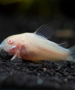 Cá chuột albino