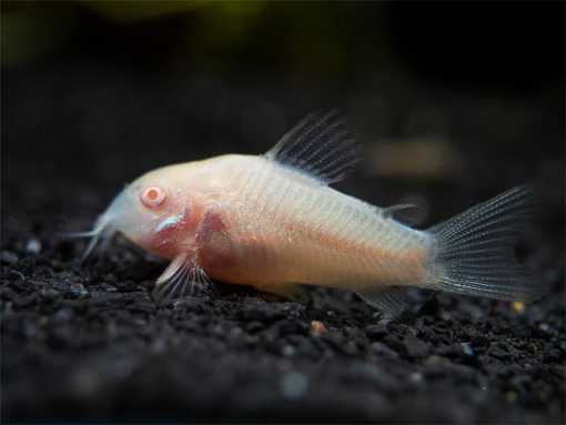 Cá chuột albino