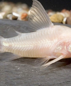 Cá chuột albino