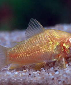Cá chuột albino