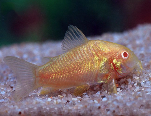 Cá chuột albino