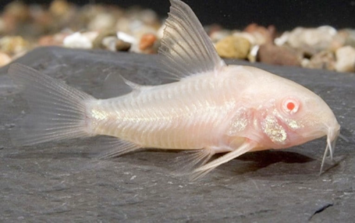 Cá chuột albino