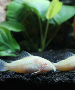 Cá chuột albino