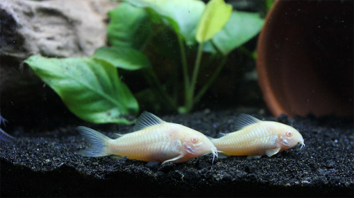 Cá chuột albino